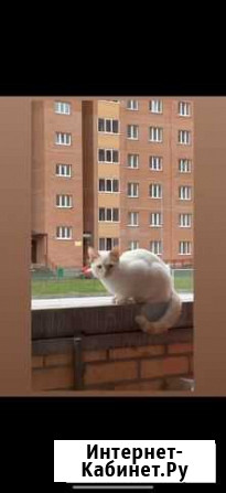 Отдам кота в добрые руки Красноярск - изображение 1
