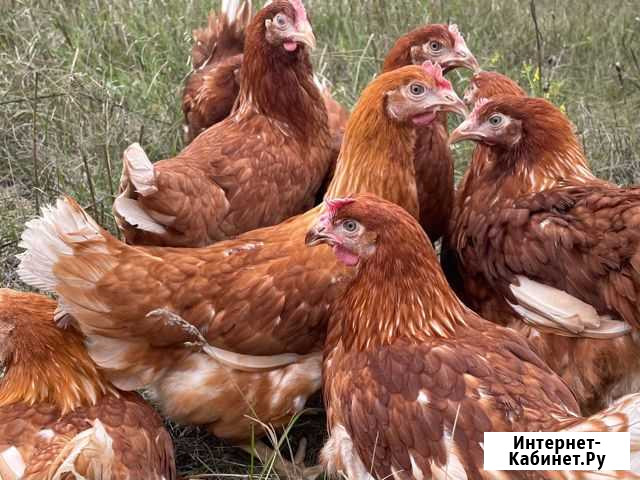 Куры рыжие 4 мес Дмитриевка - изображение 1