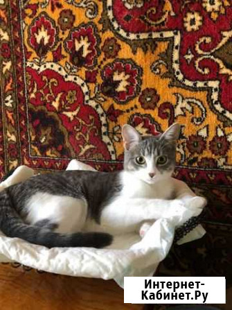 Котята в добрые руки Симферополь - изображение 1