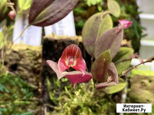 Миниатюрная орхидея Lepanthes lucifer Воскресенск - изображение 1