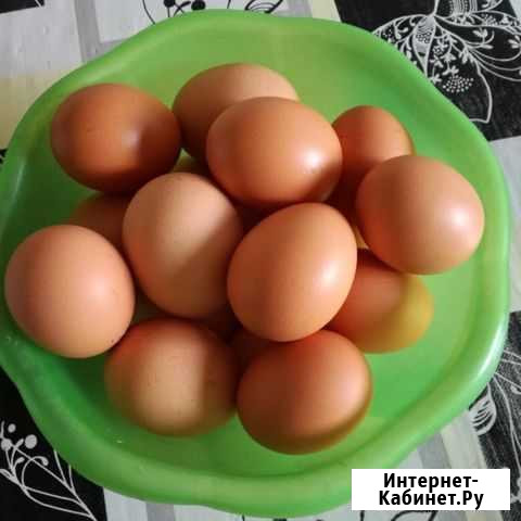 Домашние куриные яйца Среднеуральск - изображение 1