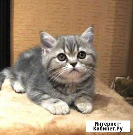 Котёнок шотландской породы Астрахань - изображение 1