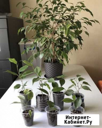 Фикус Бенджамина Челябинск - изображение 1