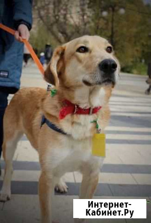 Ласковый красивый пес из приюта Москва - изображение 1