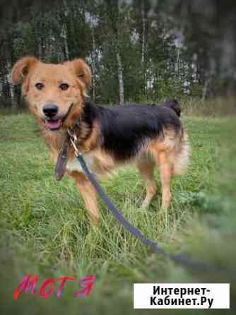 Нежная молодая собака инвалид из приюта Москва