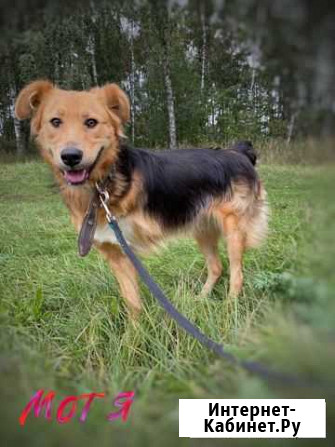 Нежная молодая собака инвалид из приюта Москва - изображение 1