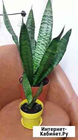 Сансевиерия зейналика Хабаровск