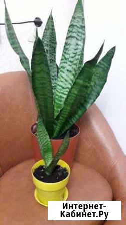 Сансевиерия зейналика Хабаровск - изображение 1