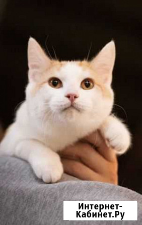 Котик Саратов - изображение 1