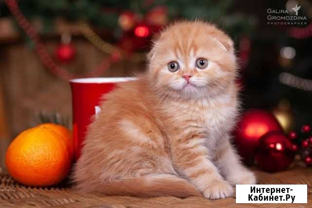 Котики Новосибирск - изображение 1