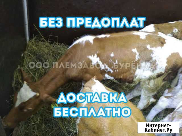 Телята швиц, холмогоры, венгеры и др Ливенка - изображение 1