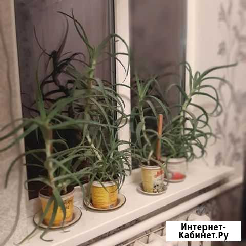 Алоэ,алоэ вера лекарственные Курганинск - изображение 1