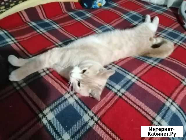 Кошка Славянск-на-Кубани - изображение 1