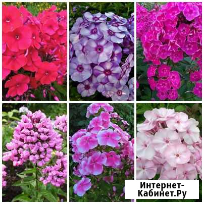 Флоксы Котельники - изображение 1