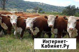 Быки, лошади, бараны Томск - изображение 1