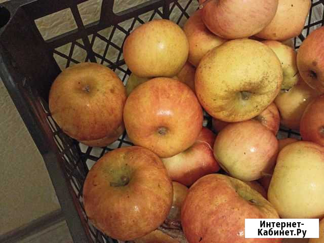 Яблоки айдаред Геленджик - изображение 1