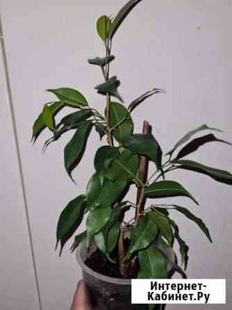 Фикус бенджамина Ростов-на-Дону