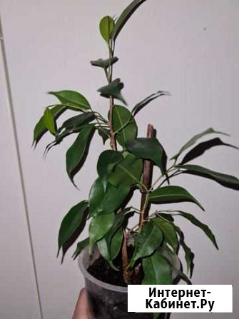 Фикус бенджамина Ростов-на-Дону - изображение 1