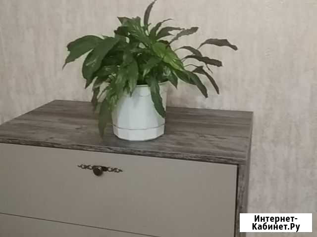 Цветок Спатифиллум Брянск - изображение 1