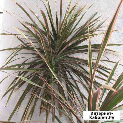 Драцена. Комнатный цветок Ростов-на-Дону