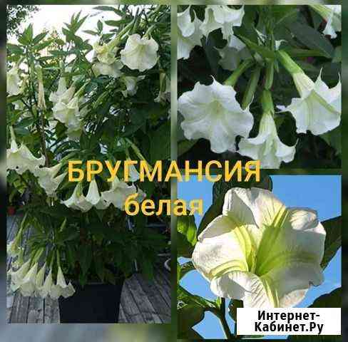 Бругмансия Сочи