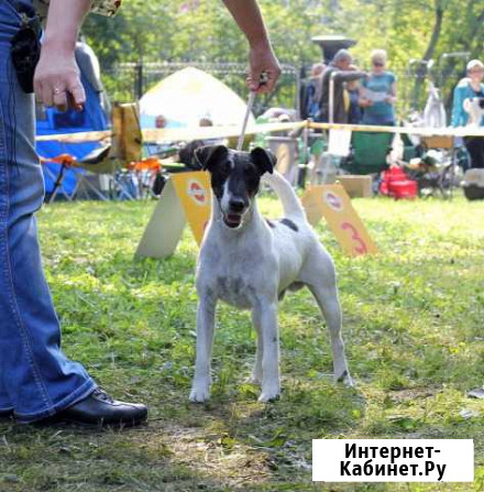 Фокстерьер (кобель) для вязки Москва - изображение 1