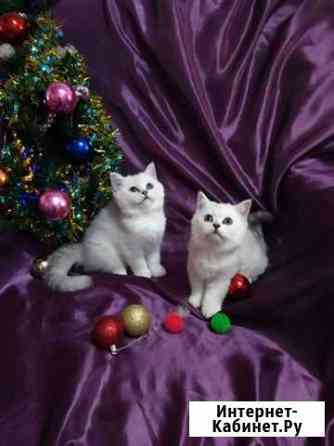 Элитные котята серебристой шиншиллы Краснодар