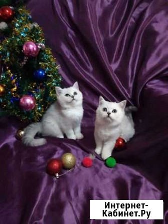 Элитные котята серебристой шиншиллы Краснодар - изображение 1