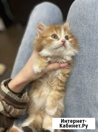 Котята в добрые руки Чебоксары - изображение 1