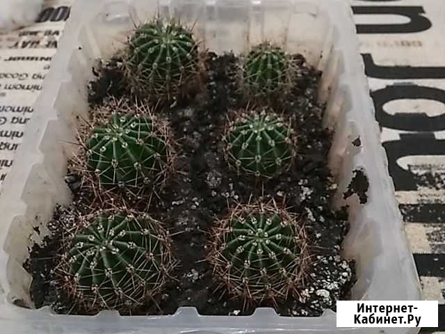 Кактусята Нижнекамск - изображение 1