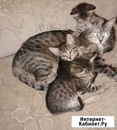 Котята В добрые руки Красноярск - изображение 1