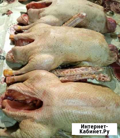 Продам мясо гусей Кизилюрт - изображение 1