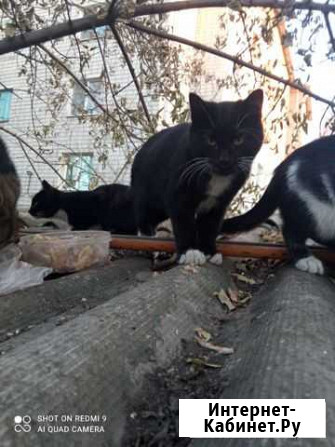Котики бесплатно в добрые руки Свободный - изображение 1