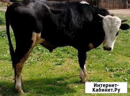Бык Углич - изображение 1