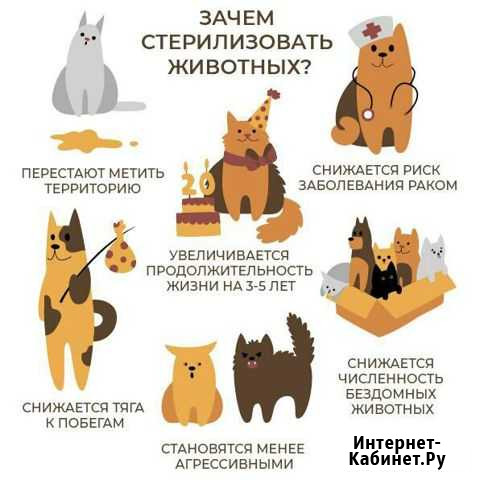 Льготная стерилизация Краснодар - изображение 1
