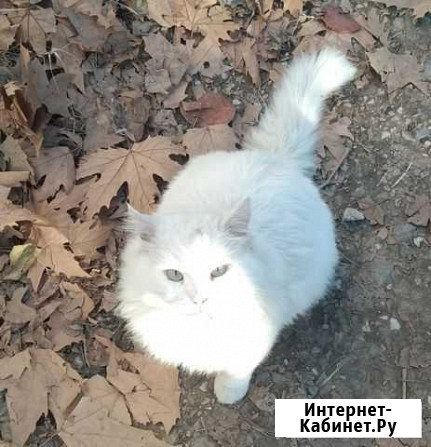 Беленькая кошечка,фенотип ангоры Симферополь - изображение 1