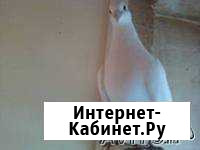 Продам голубей почтовых чехов(белых и черные жуки) Тольятти - изображение 1