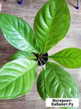 Антуриумы, аглаонемы, фил Иркутск