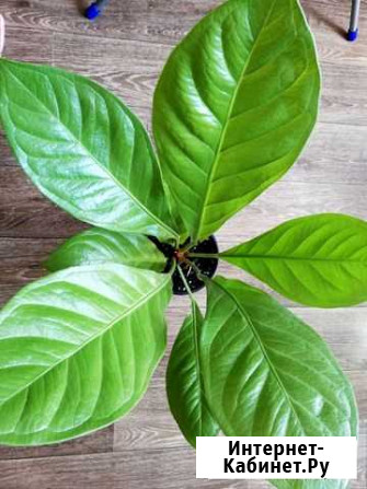 Антуриумы, аглаонемы, фил Иркутск - изображение 1