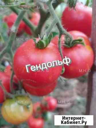 Семена томатов коллекционных сортов Одинцово