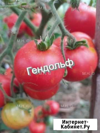 Семена томатов коллекционных сортов Одинцово - изображение 1