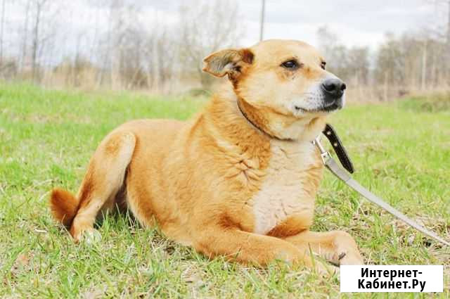 Замечательный пёсик Ваня в добрые руки Москва - изображение 1