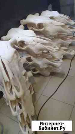 Череп Екатеринбург