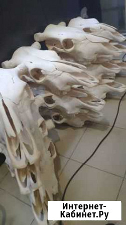 Череп Екатеринбург - изображение 1