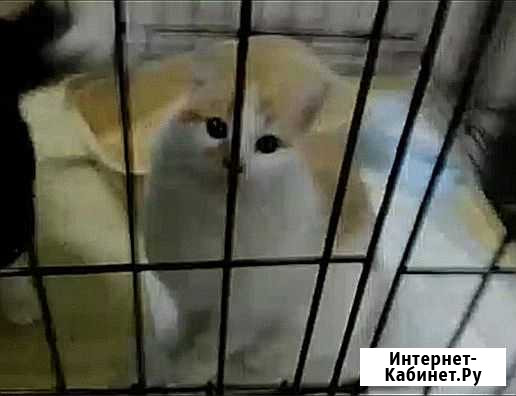 Котенок девочка плюшка Северодвинск - изображение 1