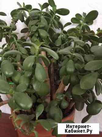 Толстянка. Денежное дерево. Комнатный цветок Ростов-на-Дону