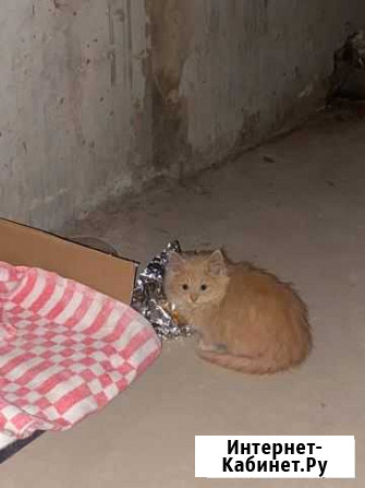 Котенок ищет дом Пенза - изображение 1