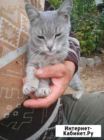 Кошка Волжский Волгоградской области - изображение 1