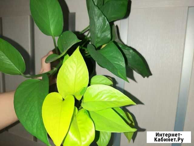 Сортовые эпипремнумы Годзилла вариегатная и другие Ростов-на-Дону - изображение 1