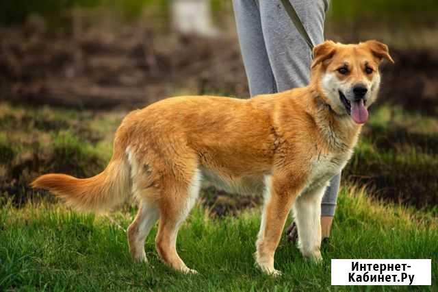 Марта собака компаньон ищет дом Москва - изображение 1